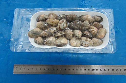 Baby clam